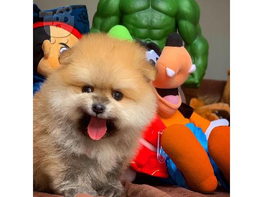 PoulaTo: άνδρες και γυναίκες Pomeranian